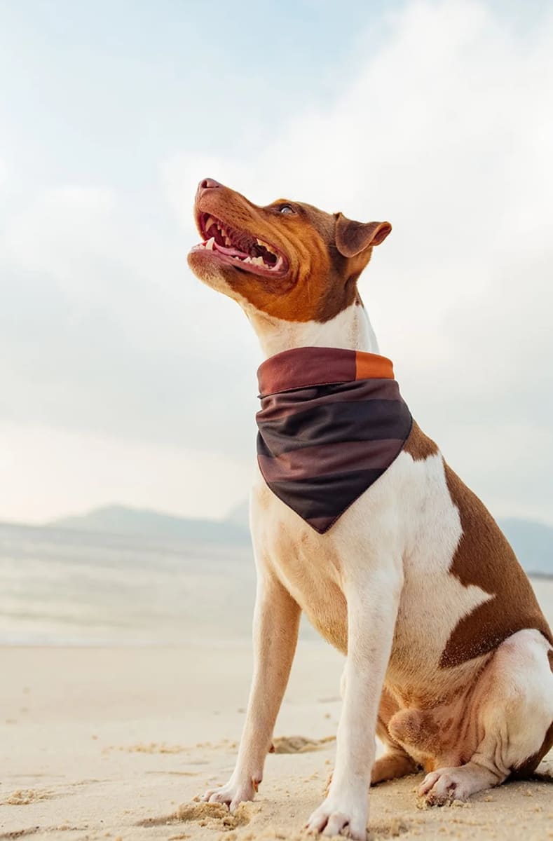 CACHORREIROS BANDANA BOB E MARLEY3