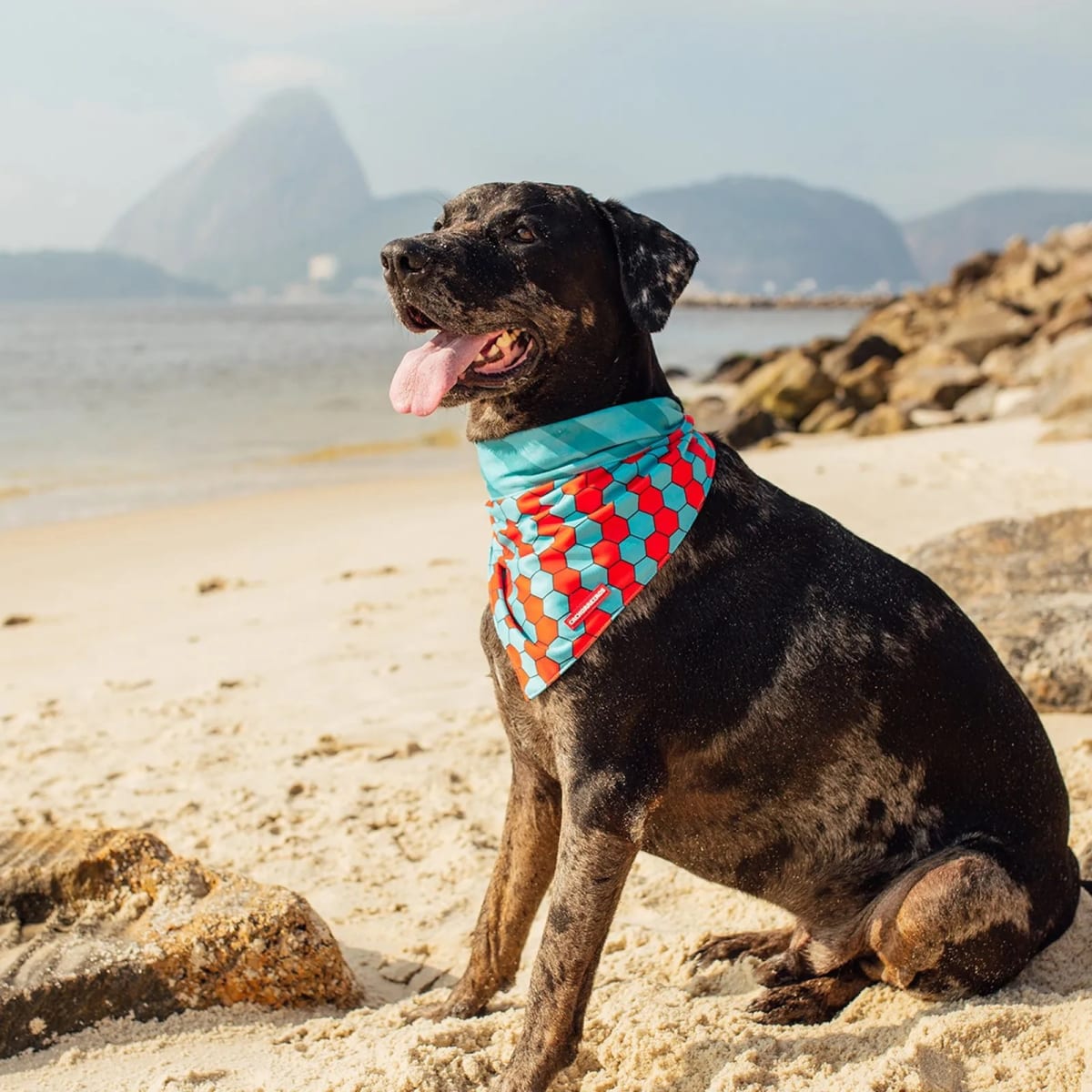 CACHORREIROS BANDANA HONEY3