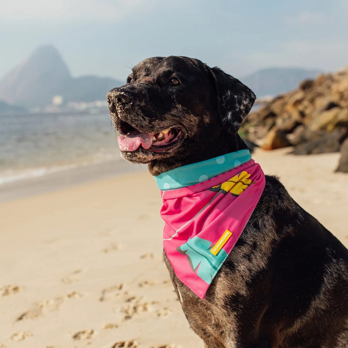CACHORREIROS BANDANA OLIVIA2