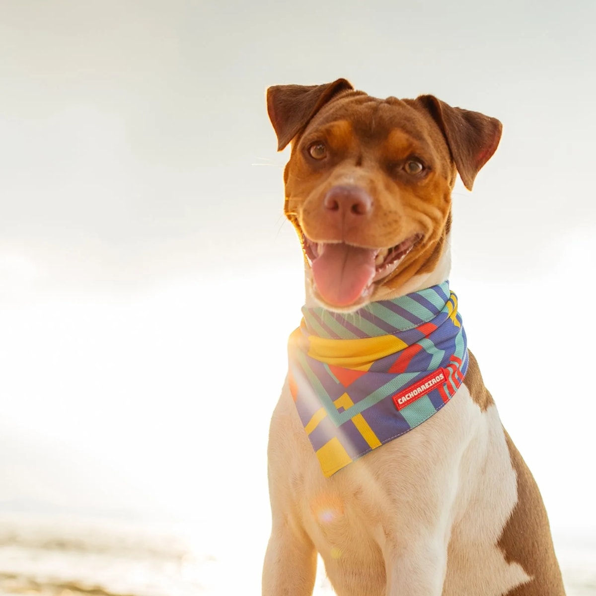 CACHORREIROS BANDANA T-MUTTS2