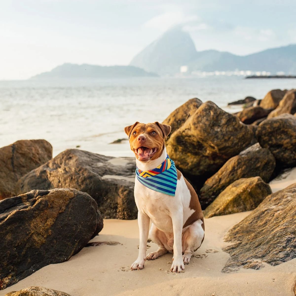 CACHORREIROS BANDANA T-MUTTS3