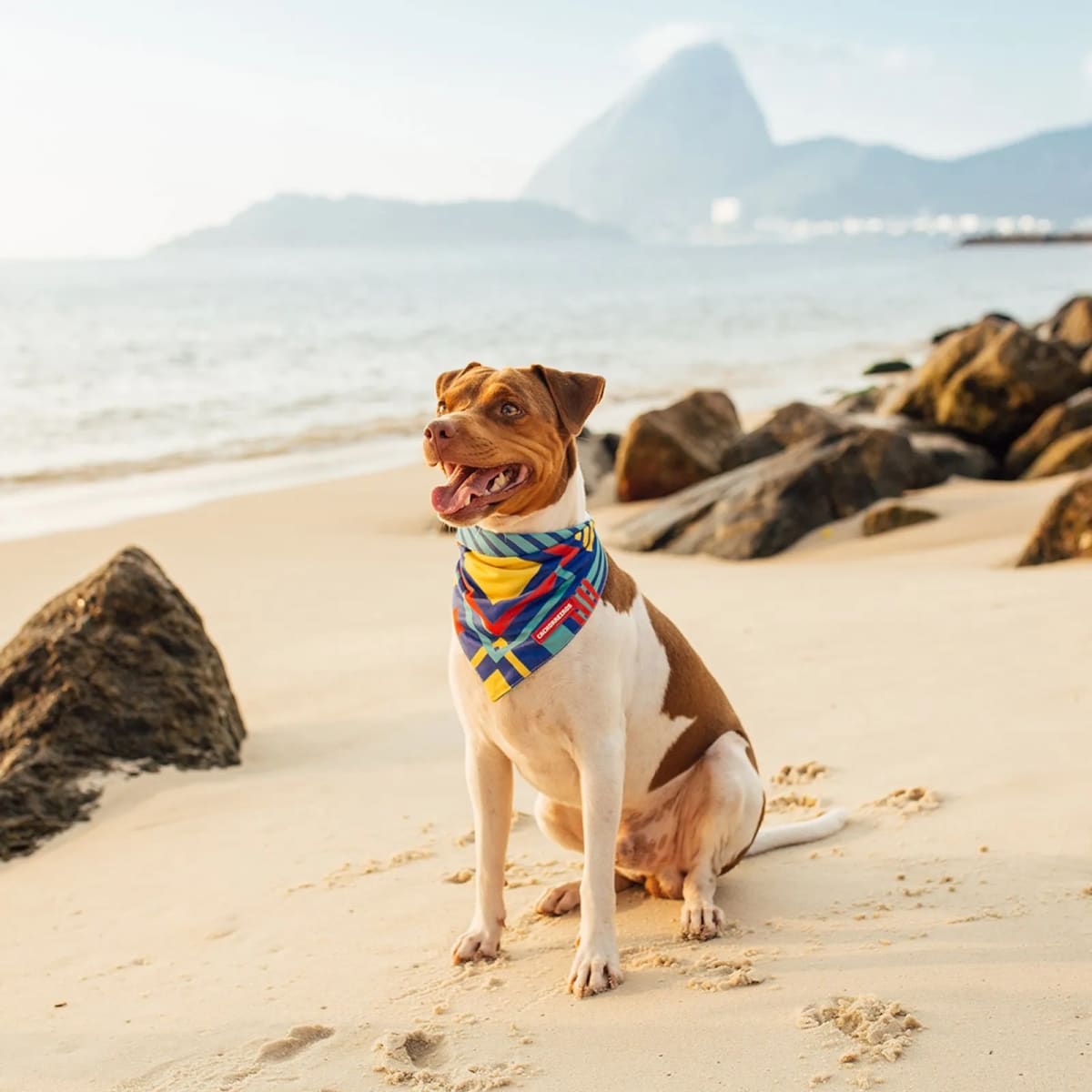 CACHORREIROS BANDANA T-MUTTS4