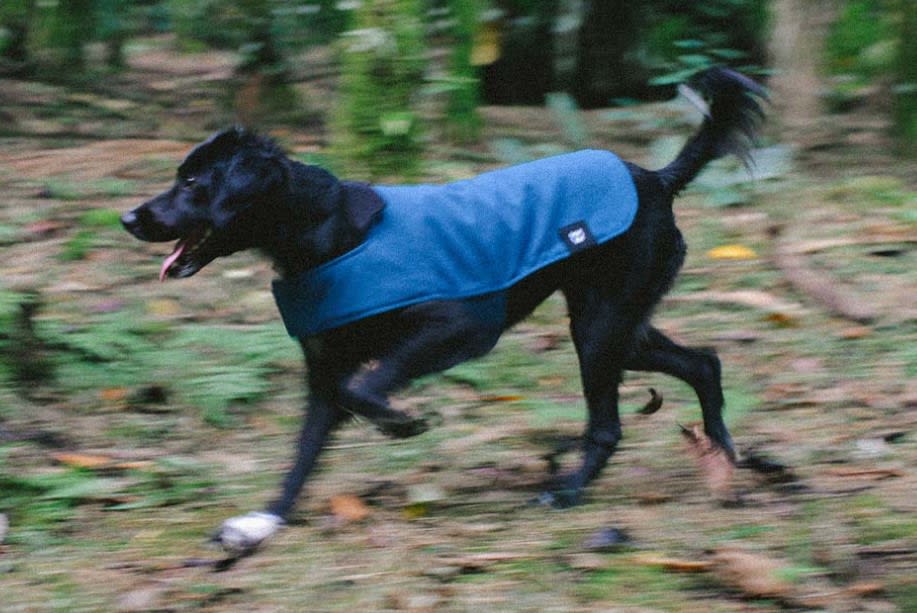 ZEEDOG COAT BLUE - Coat azul1