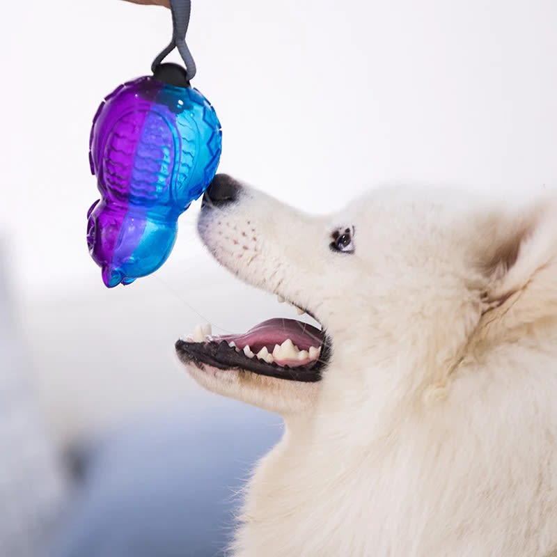 GIGWI OWL Push To Mute transparent purple and blue3