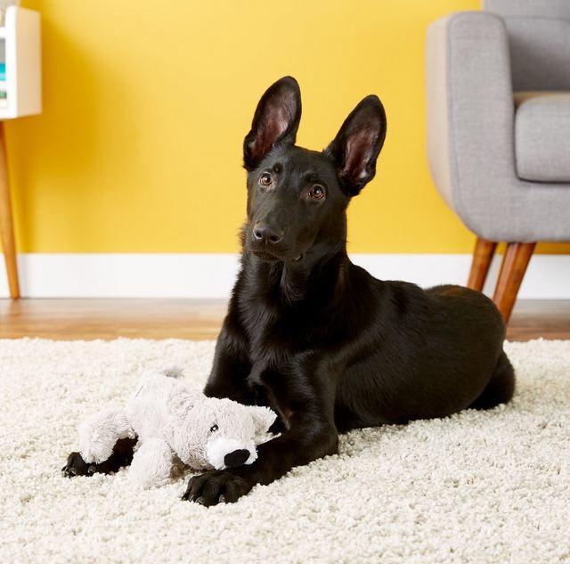 KONG COZIE™ BUSTER KOALA MD2