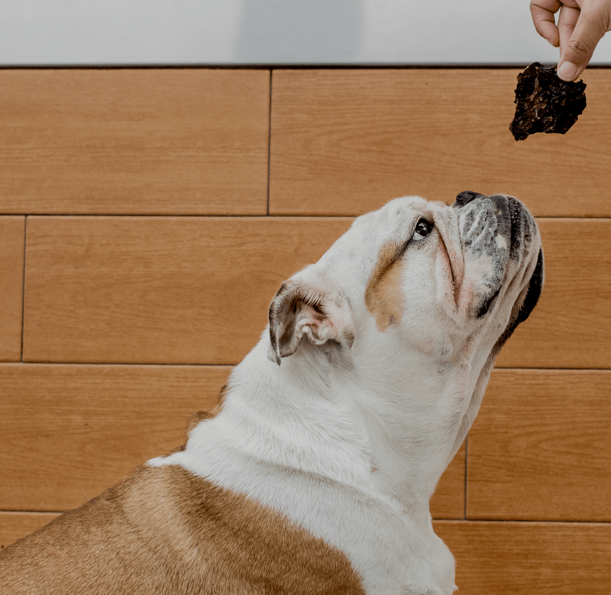 BARKER HIGADO DE RES DESHIDRATADO2