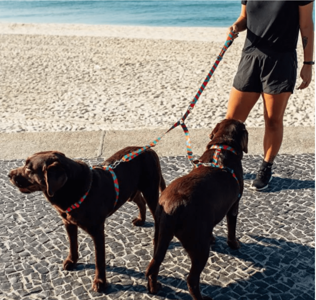CACHORREIROS CORREA DOBLE INDIGO6