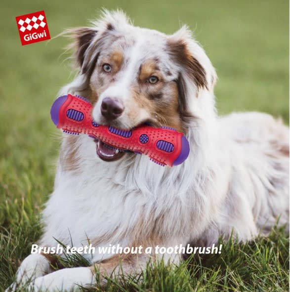 GIGWI  TOOTHBRUSH STICK 3