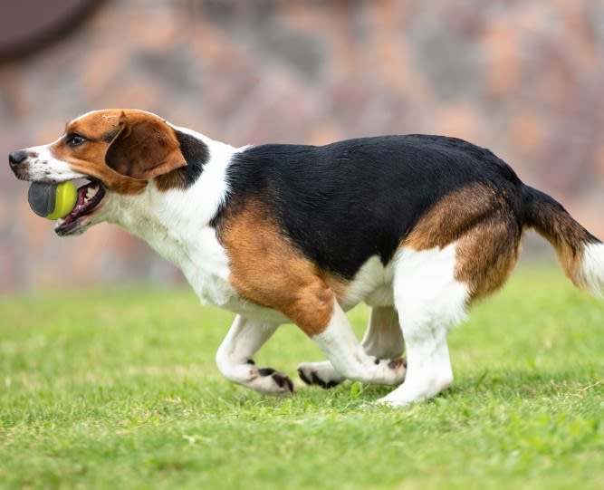 GIGWI PELOTA - WHISTLING BALL3
