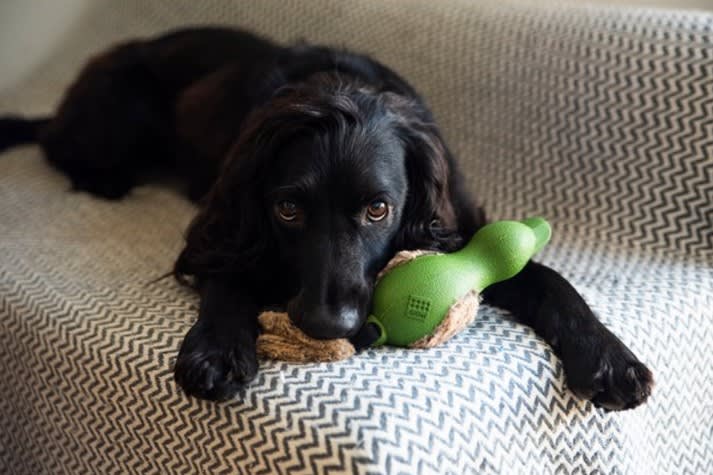 GIGWI Duck 'Push To Mute' with plush tail Green3