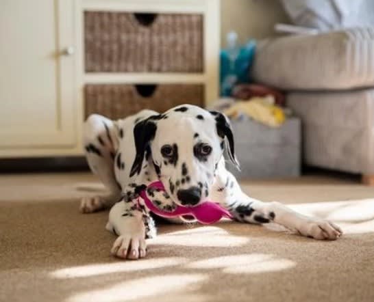 GIGWI Duck 'Push To Mute' with plush tail Pink3