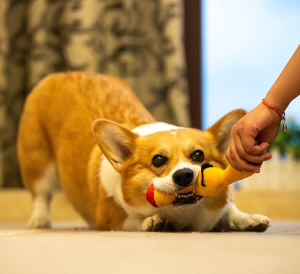 GIGWI HAPPY BOX OLFATIVA4