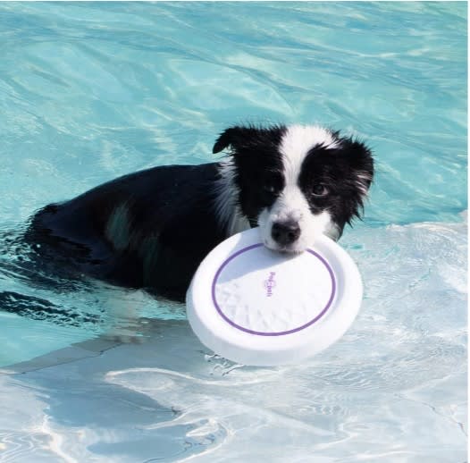 GIGWI Pop-Pals Everlasting Durable Flying Disc4