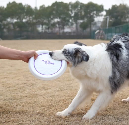 GIGWI Pop-Pals Everlasting Durable Flying Disc5