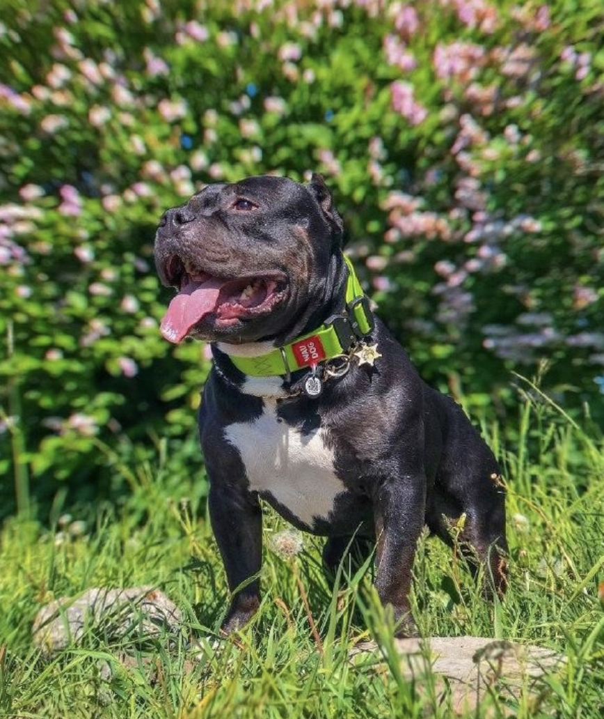 WAUDOG COLLAR WATERPROOF VERDE - HEBILLA FASTEX METAL - PLACA QR3