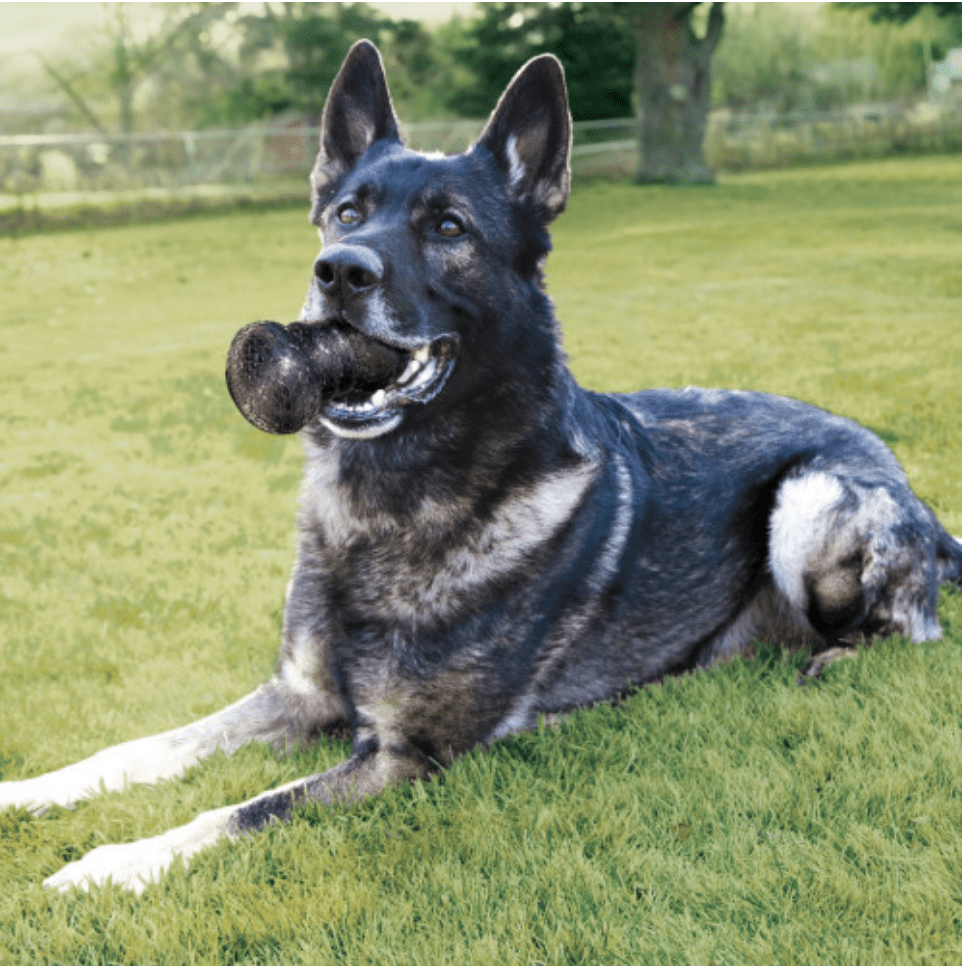 KONG DuraMax Dumbbell2