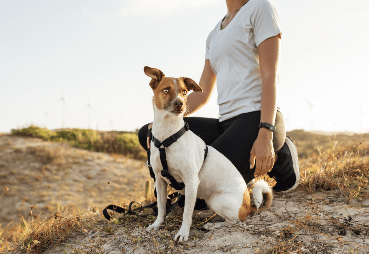 CACHORREIROS ARNES BLACK6