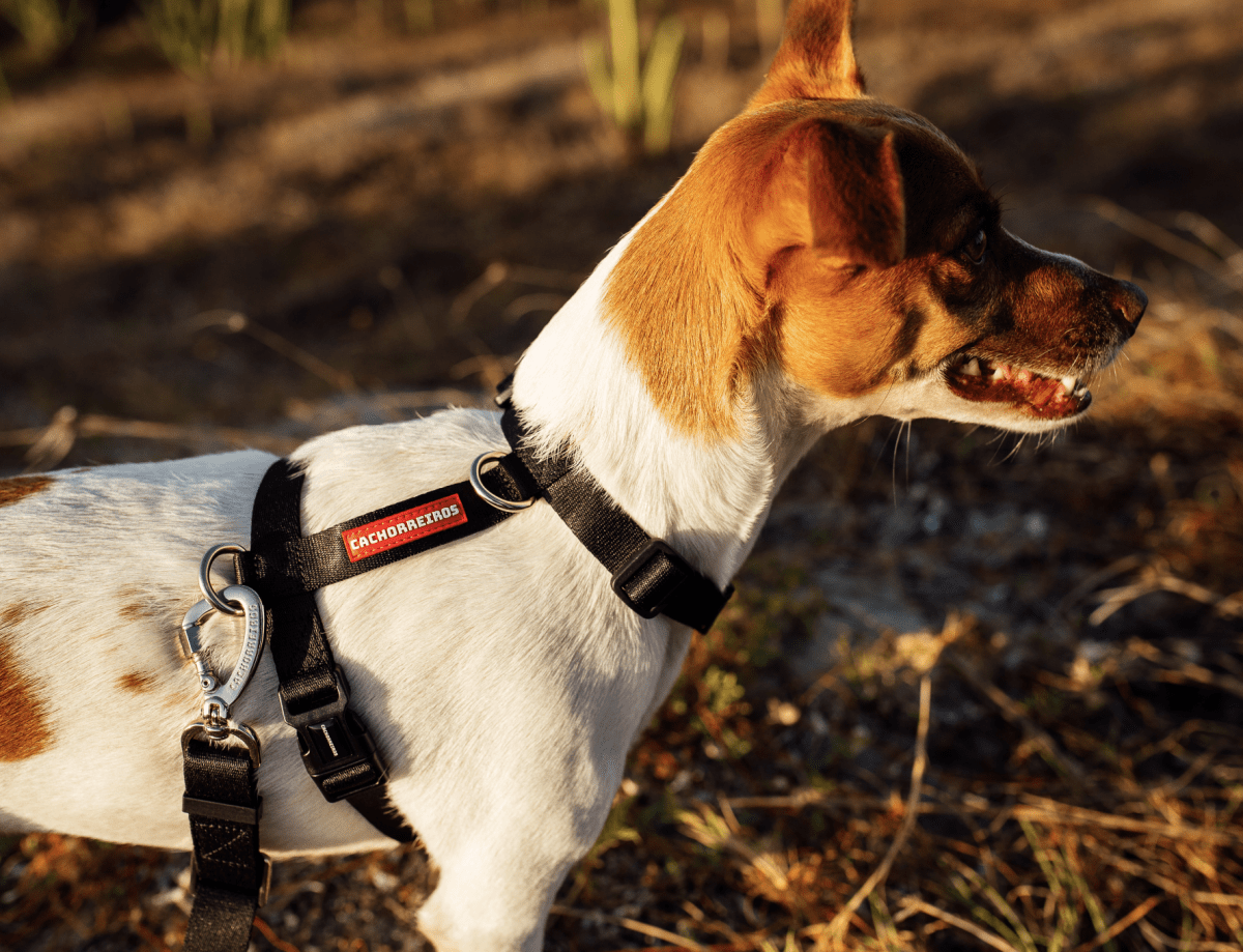 CACHORREIROS ARNES BLACK5