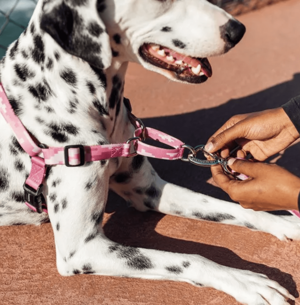 CACHORREIROS ARNES ANTIJALONES CAMUFLADO ROSADO6