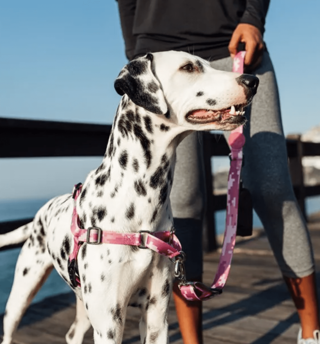 CACHORREIROS ARNES ANTIJALONES CAMUFLADO ROSADO2