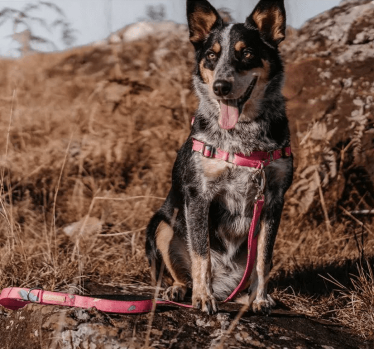 CACHORREIROS ARNES ANTIJALONES OLIVIA4