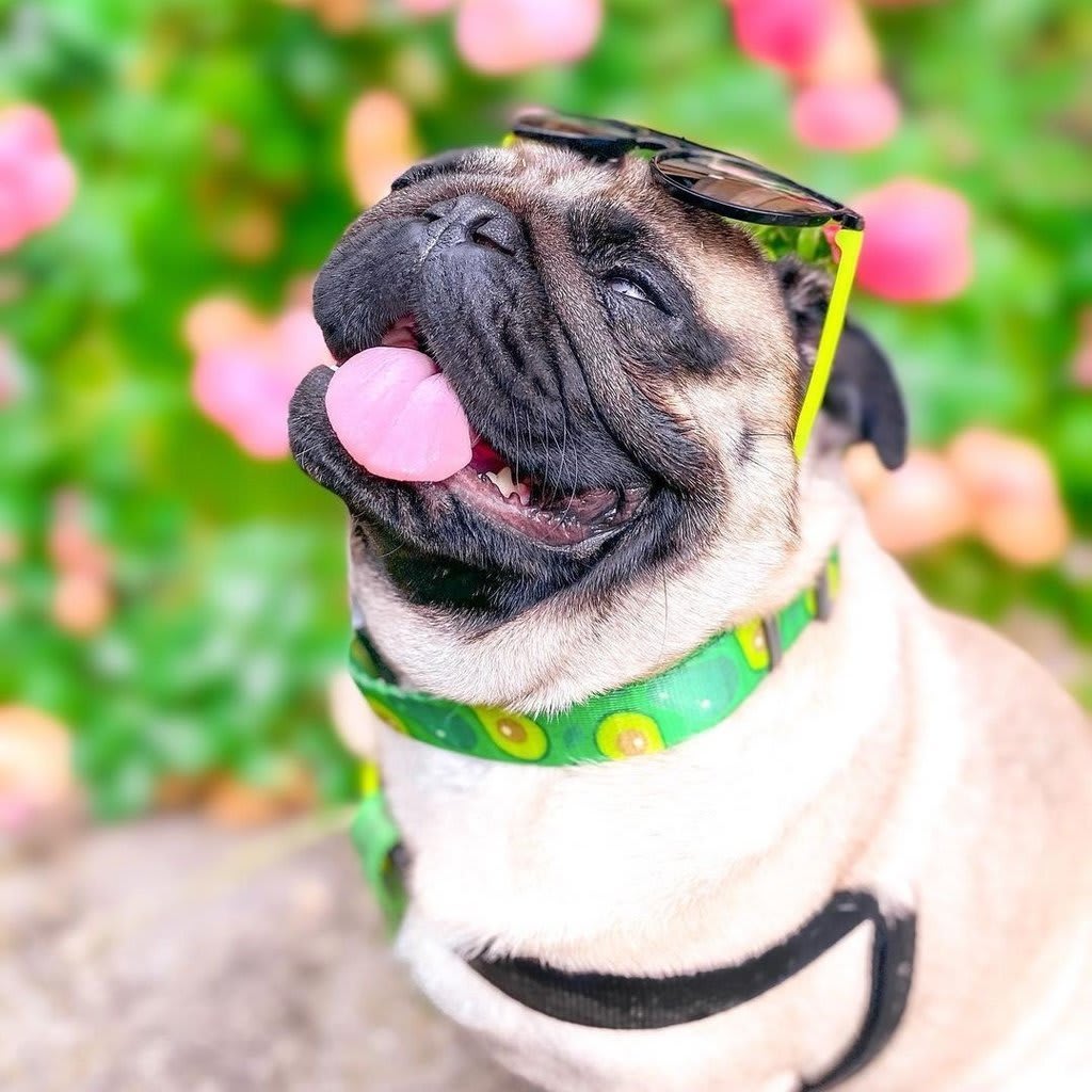WAUDOG COLLAR AVOCADO - HEBILLA FASTEX METAL - PLACA QR2