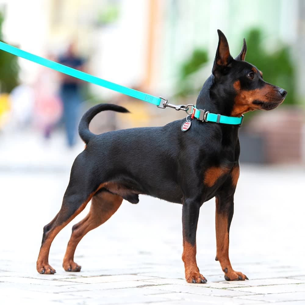 WAUDOG COLLAR WATERPROOF MENTA - BRILLA EN LA OSCURIDAD - HEBILLA FASTEX METAL - PLACA QR2