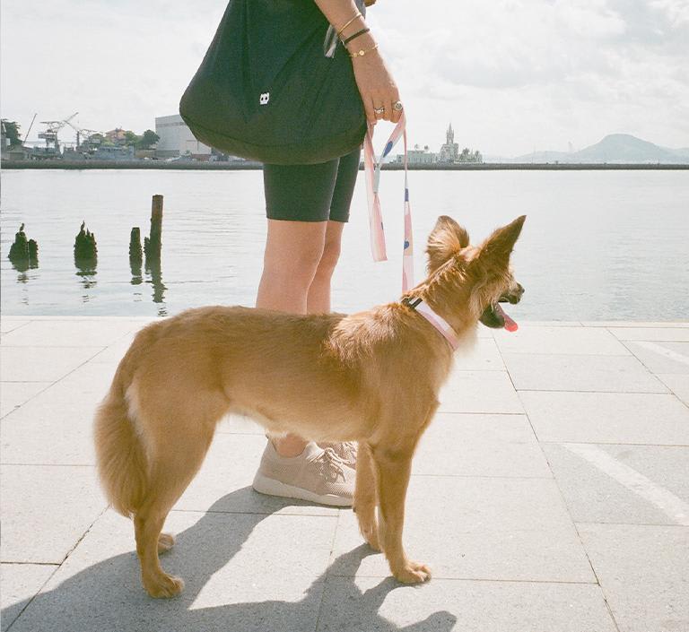 ZEEDOG COLLAR COLUMBIA3