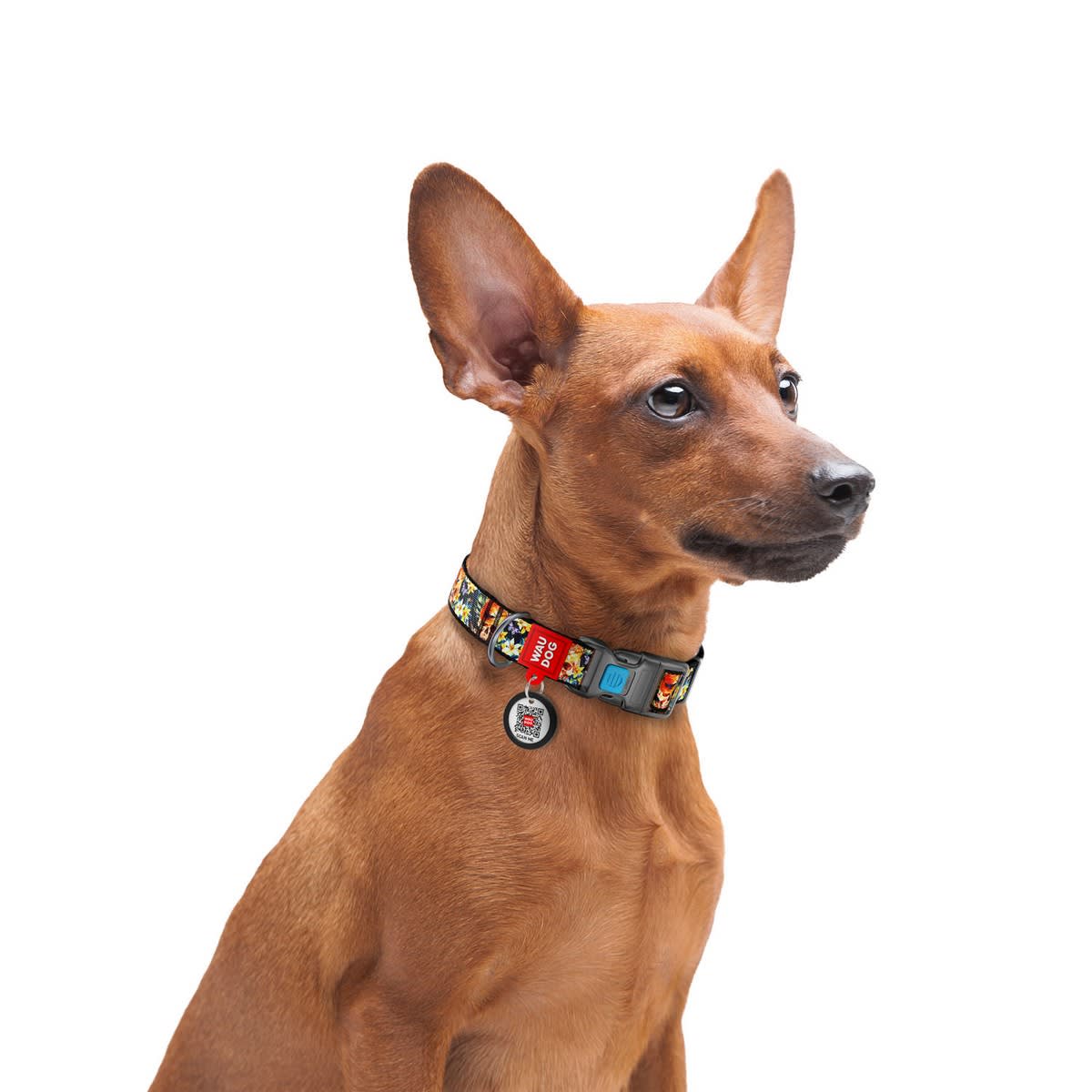 WAUDOG COLLAR GLAMOROUS SKULLS - HEBILLA FASTEX - PLACA QR2