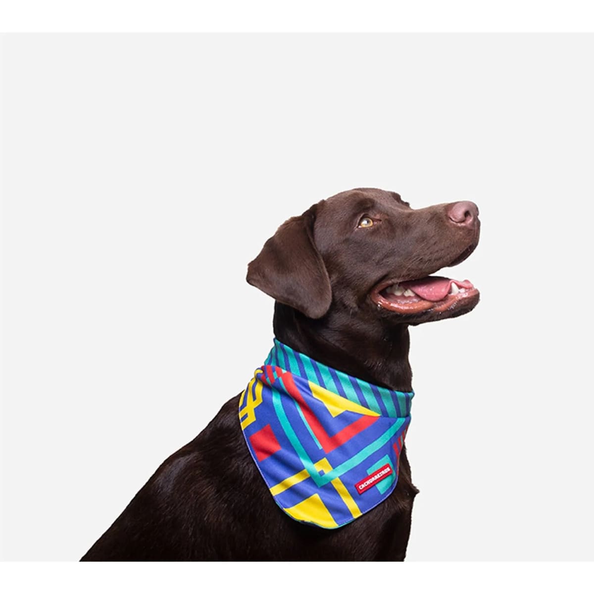 CACHORREIROS BANDANA T-MUTTS5
