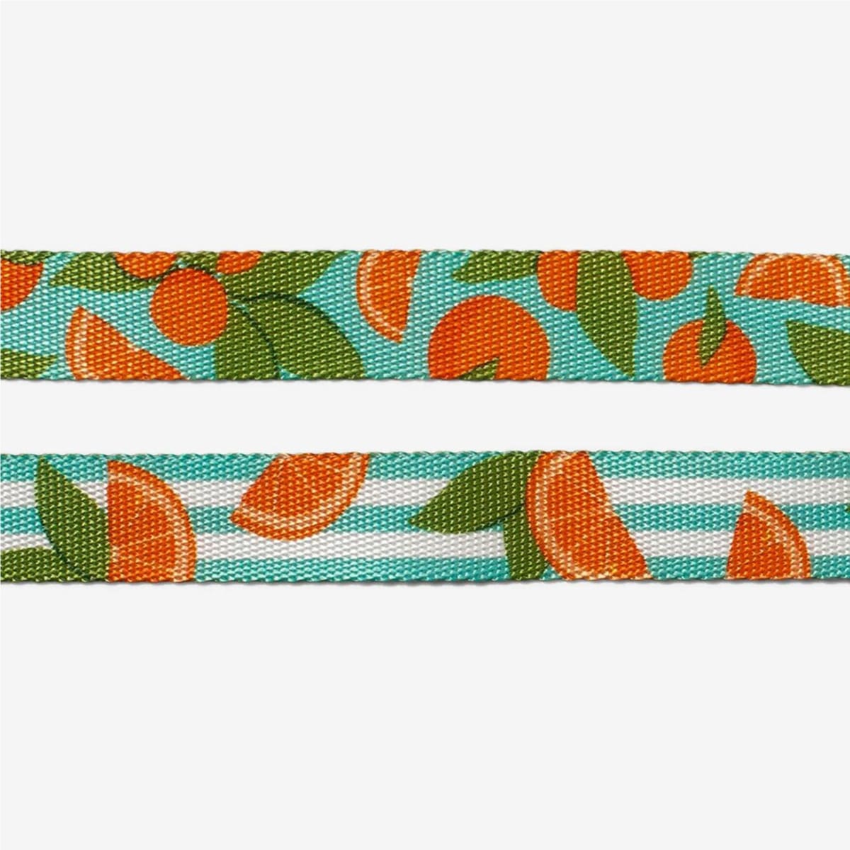 ZEEDOG COLLAR FLORIDA4