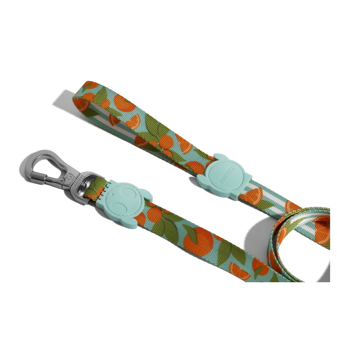 ZEEDOG CORREA FLORIDA2