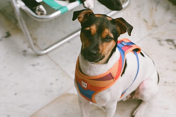 ZEEDOG PARKER PECHERA AIR MESH3