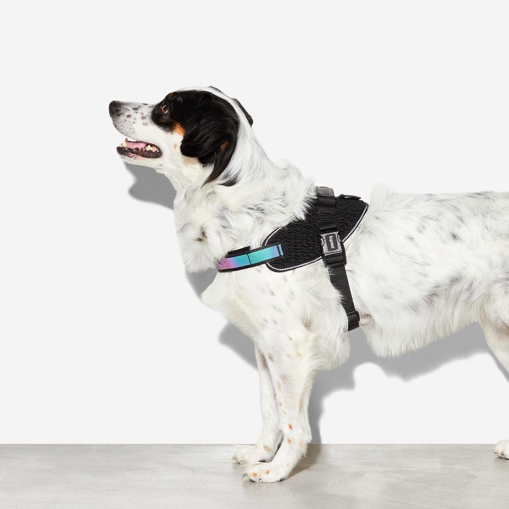 ZEEDOG GOTHAM FLYHARNESS ARNES2