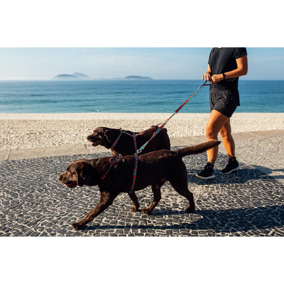 CACHORREIROS CORREA DOBLE HONEY3