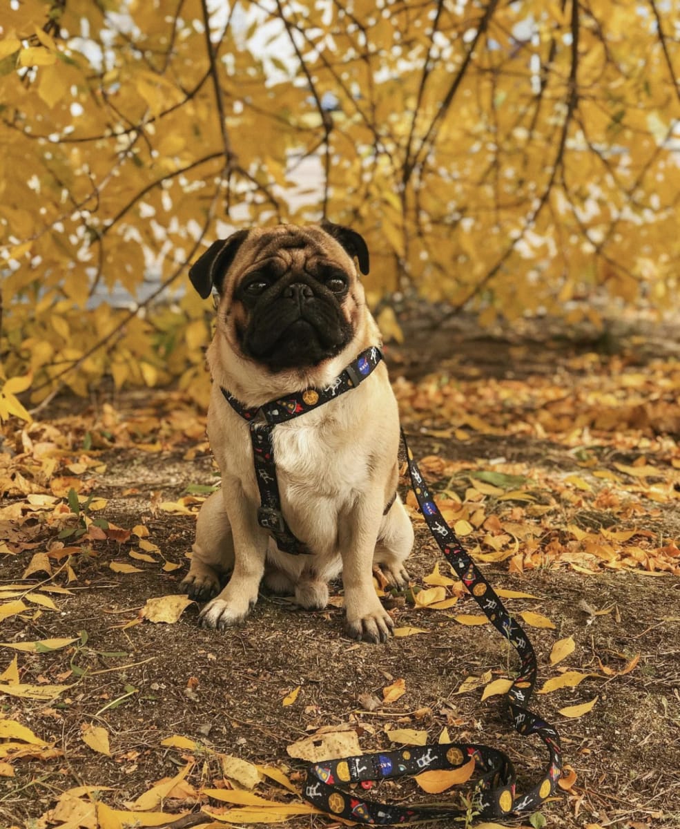 WAUDOG ARNES NASA - HEBILLA FASTEX - PLACA QR3