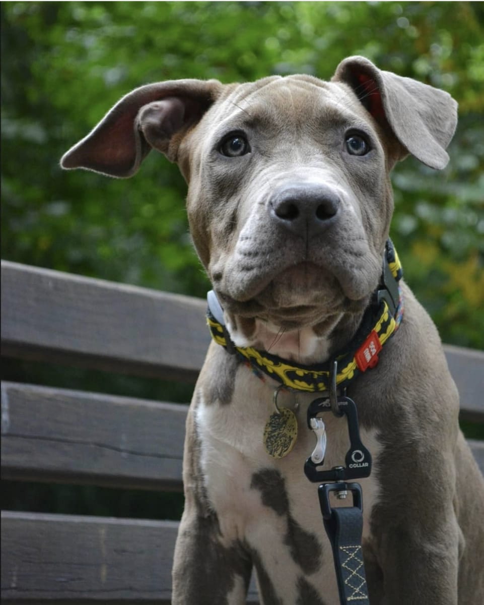 WAUDOG COLLAR BATMAN LOGO - HEBILLA METAL - PLACA QR3