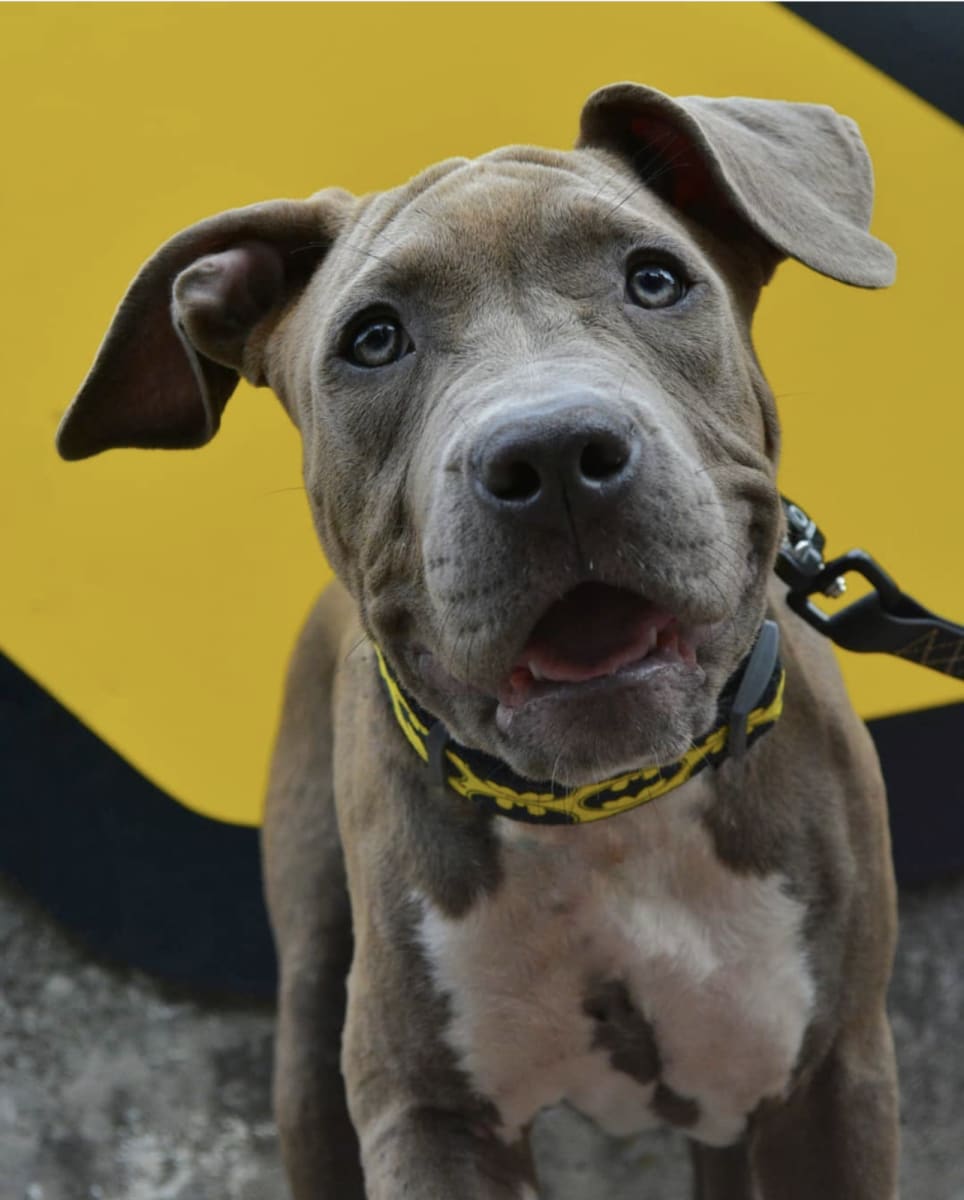WAUDOG COLLAR BATMAN LOGO - HEBILLA METAL - PLACA QR4