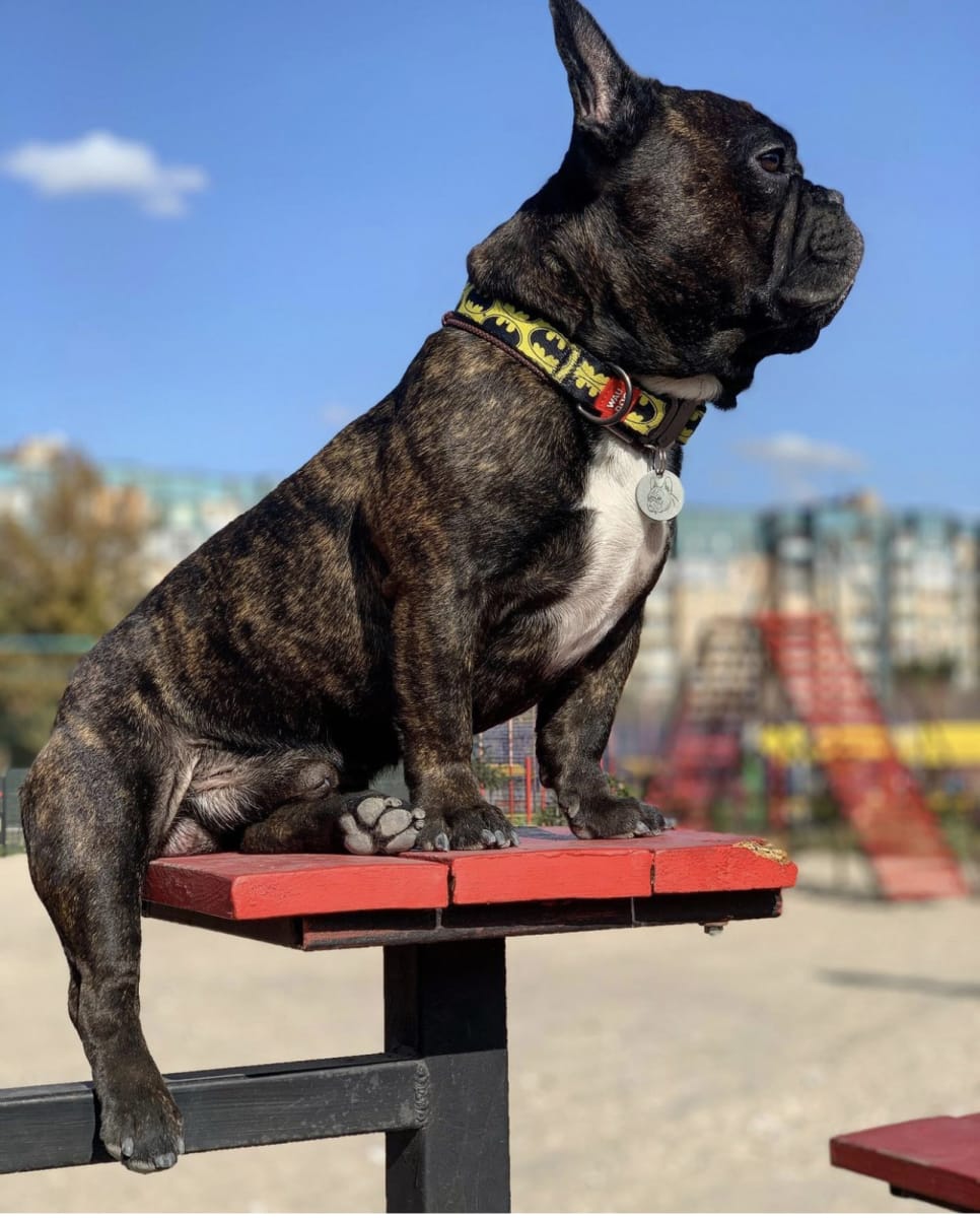 WAUDOG COLLAR BATMAN LOGO - HEBILLA METAL - PLACA QR2