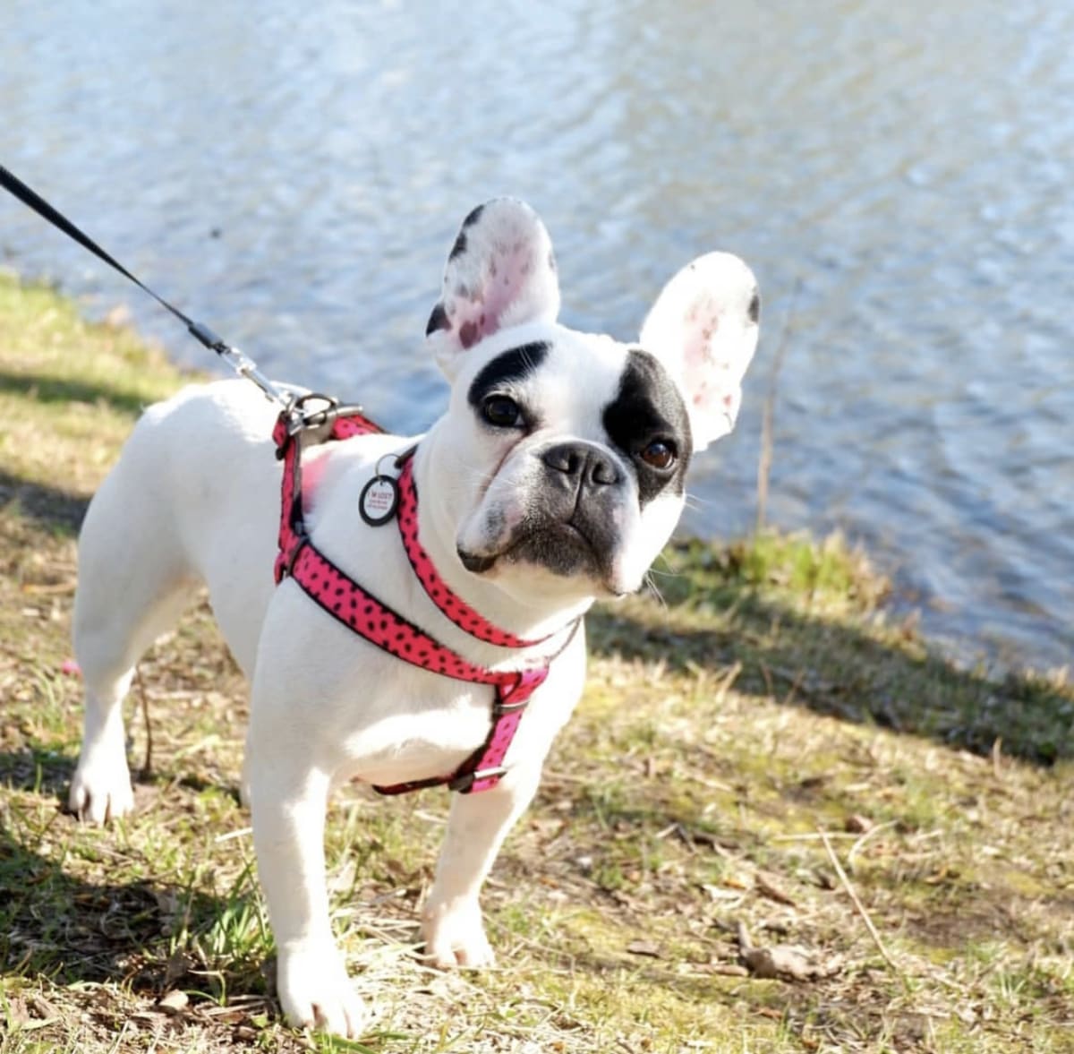 WAUDOG ARNES WATERMELON - HEBILLA FASTEX - PLACA QR2