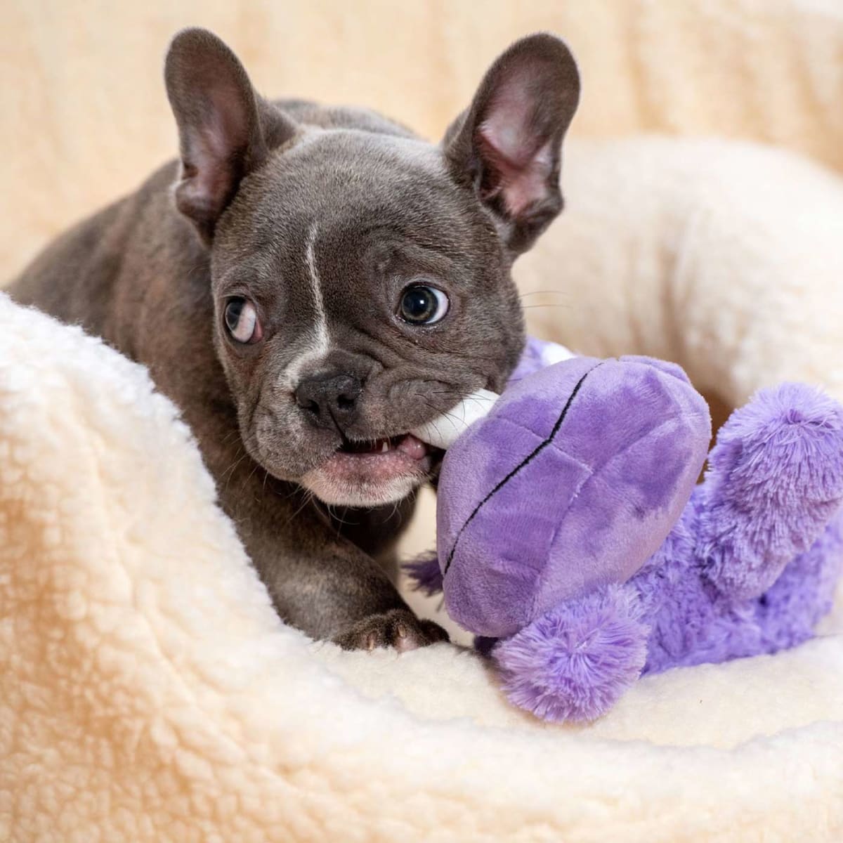 KONG COZIE™ ROSIE RHINO MD2