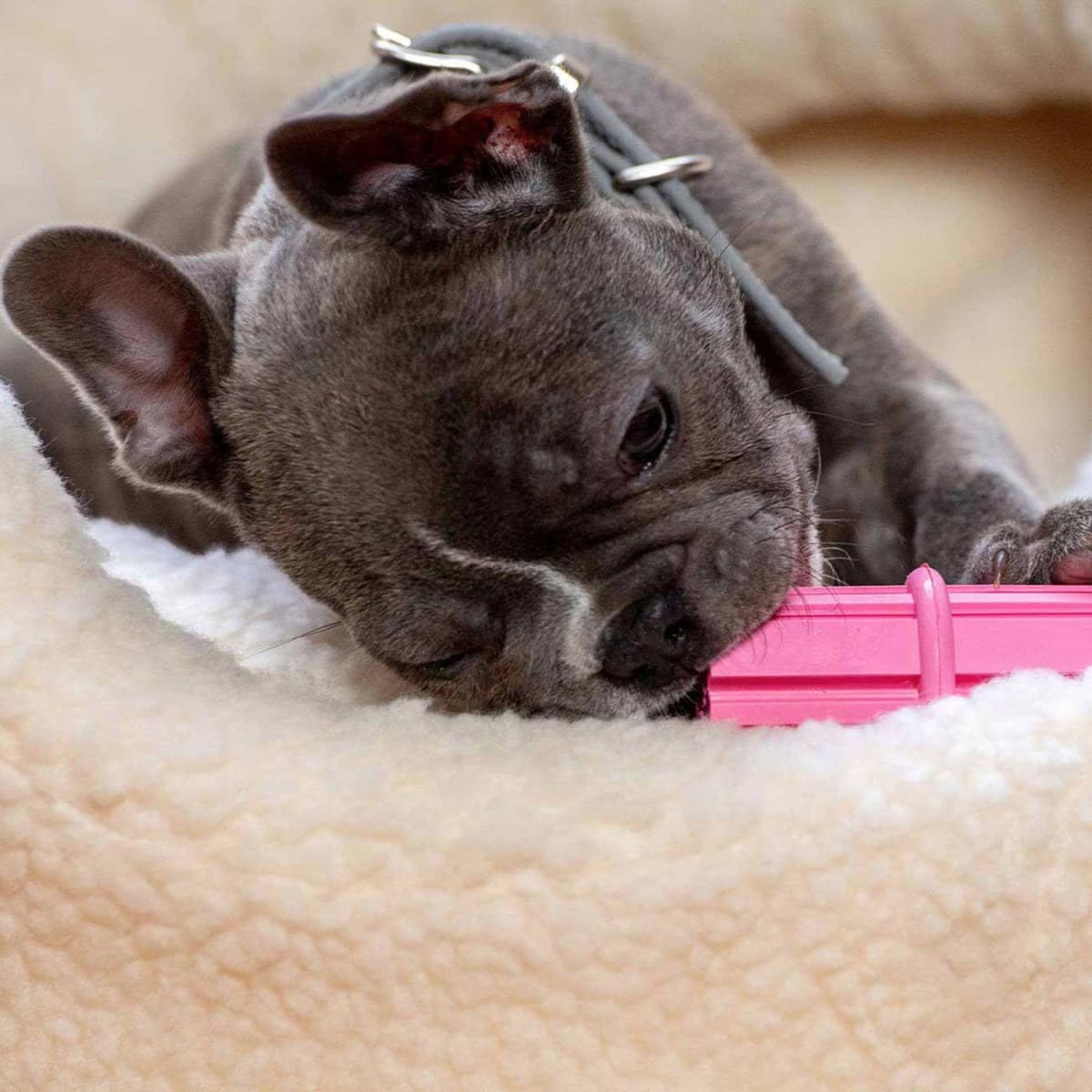 KONG Puppy Teething Stick Md2