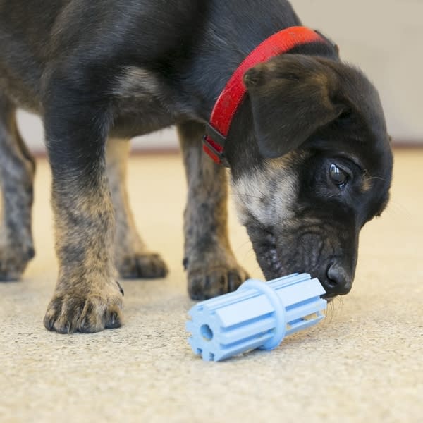 KONG Puppy Teething Stick Md3