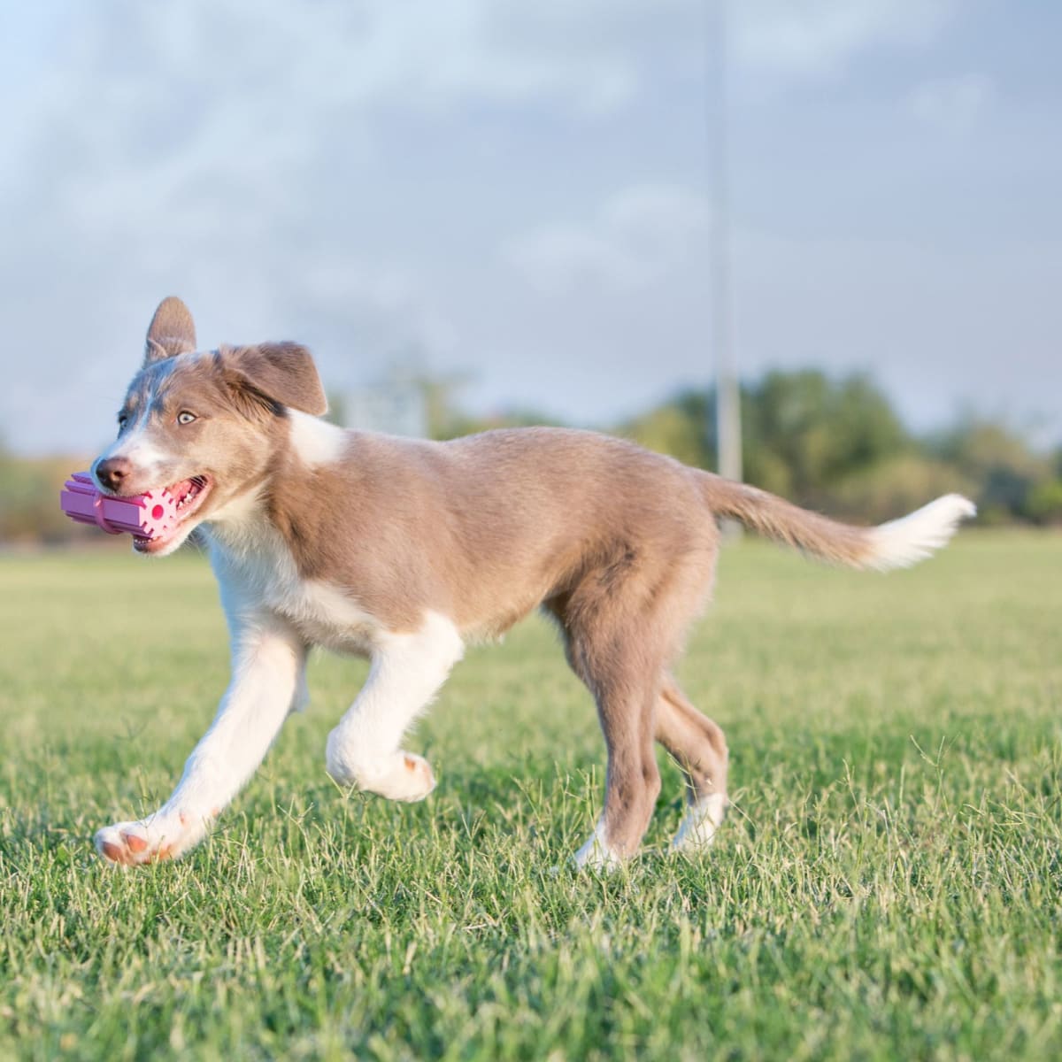 KONG Puppy Teething Stick Md5