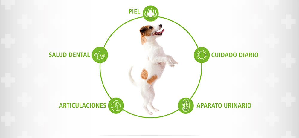 Canvit Dog Dental 200gr3