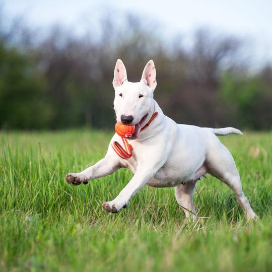 Liker Line Pelota con Cinta reflectiva4