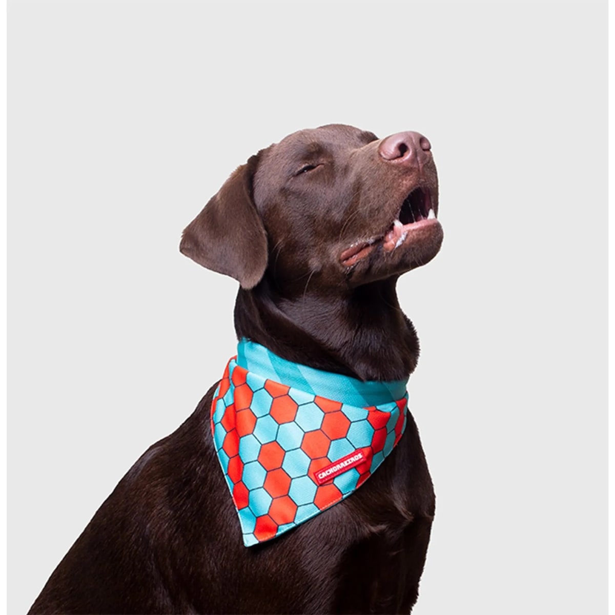 CACHORREIROS BANDANA HONEY4
