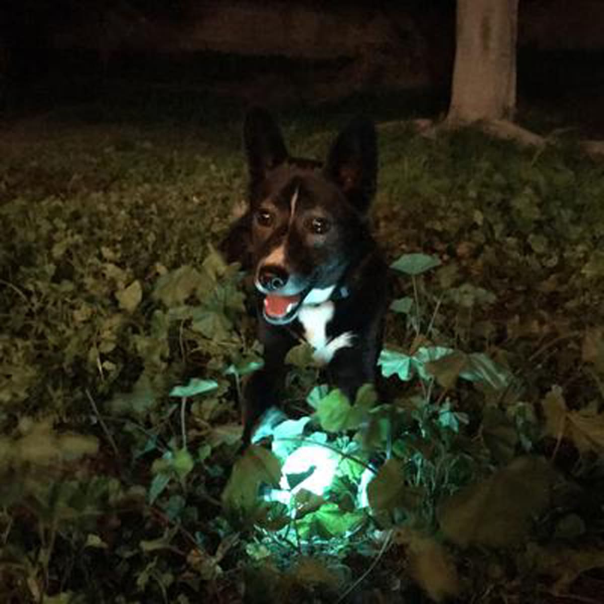 CHUCKIT MAX GLOW BALL3