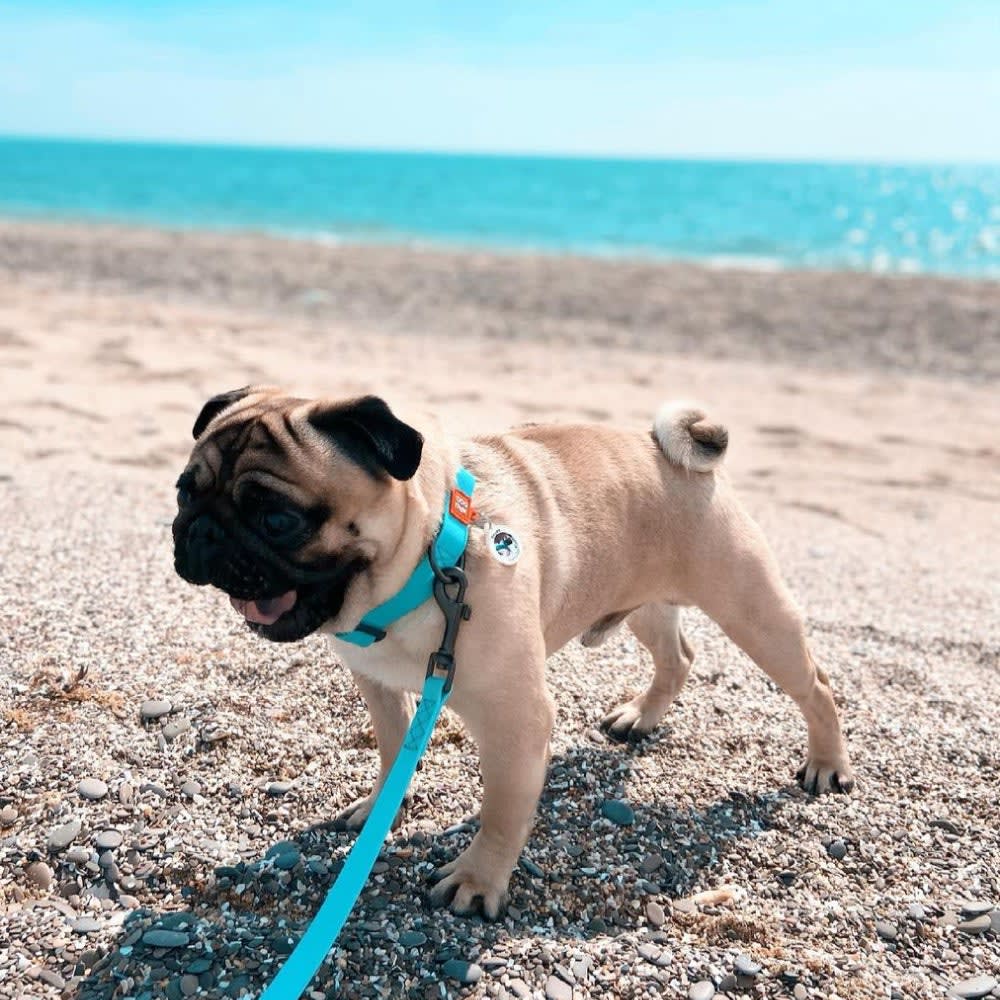 WAUDOG CORREA WATERPROOF MENTA - BRILLA EN LA OSCURIDAD3