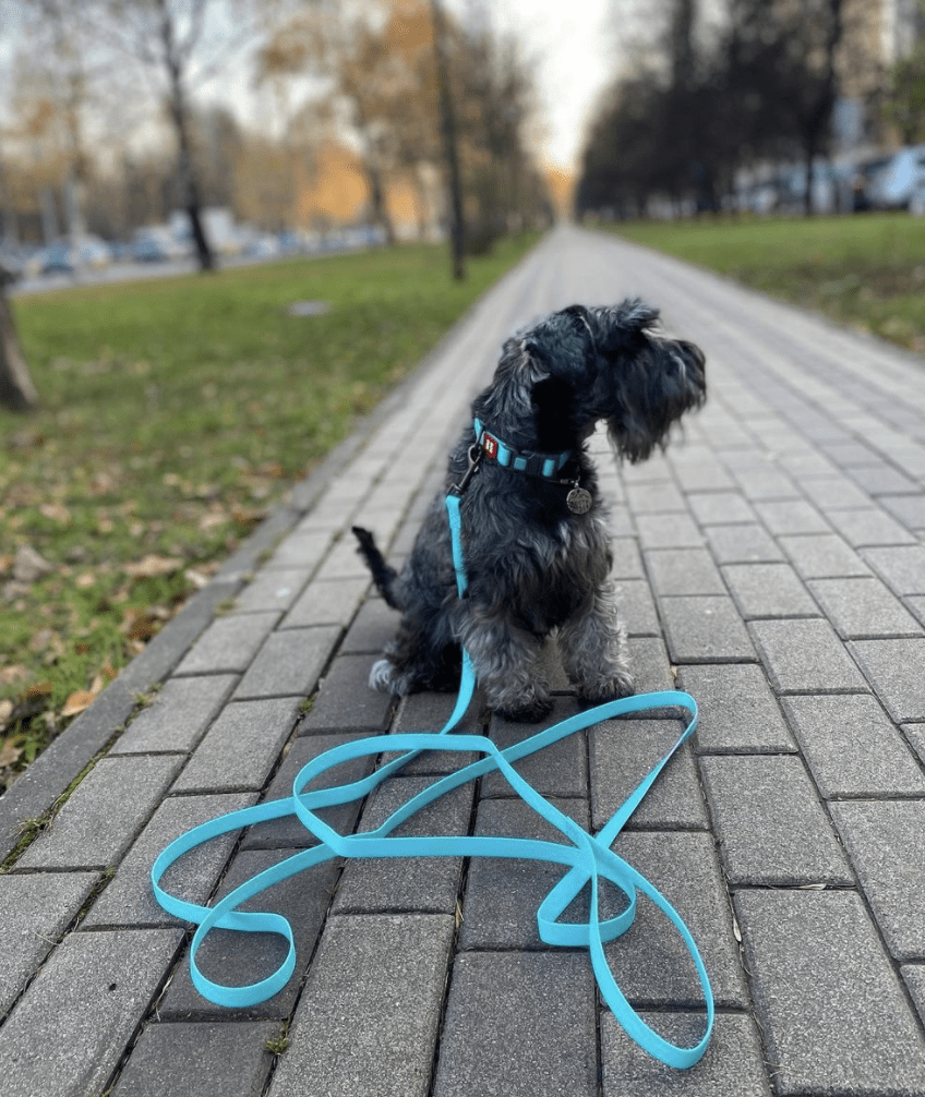 WAUDOG CORREA WATERPROOF MENTA - BRILLA EN LA OSCURIDAD4